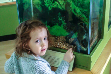 Child pointing to an animal's tank in our animal exhibit.